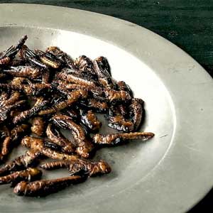 chapulines
